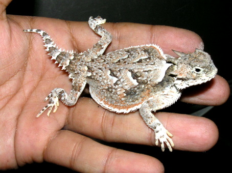 Iguanid Lizards 名東ペポニスタッフブログ