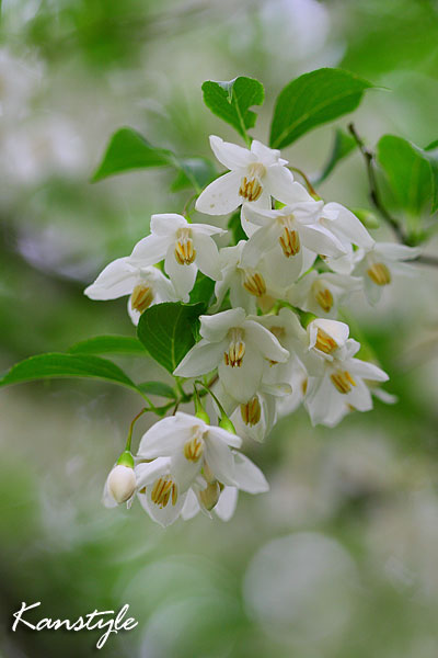 エゴノキ　#2　　　Styrax japonica _c0038290_21465757.jpg