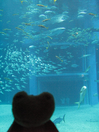 水族館、大好き。_b0020695_154534.jpg