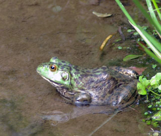 ウシガエル やきもんや の 日々