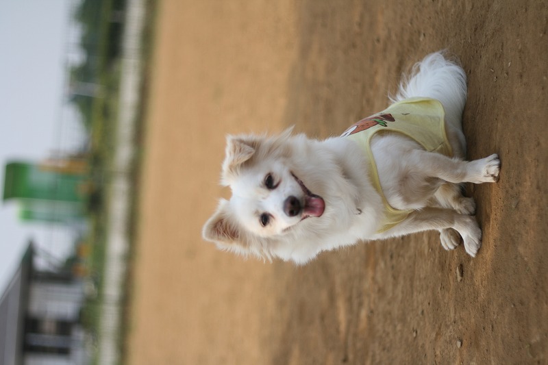 シロフワン from 沖縄　～　島犬レオ！　/　Shirofuwan from Okinawa, Leo!_a0032004_41836.jpg