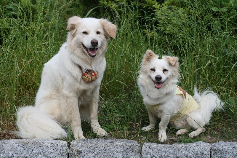 シロフワン from 沖縄　～　島犬レオ！　/　Shirofuwan from Okinawa, Leo!_a0032004_4383747.jpg