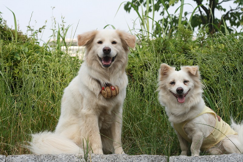 シロフワン from 沖縄　～　島犬レオ！　/　Shirofuwan from Okinawa, Leo!_a0032004_4412764.jpg