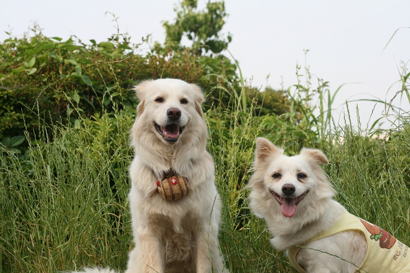 シロフワン from 沖縄　～　島犬レオ！　/　Shirofuwan from Okinawa, Leo!_a0032004_445778.jpg