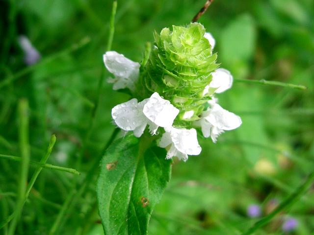 白花靫草 シロバナウツボグサ 花の仲間調べ