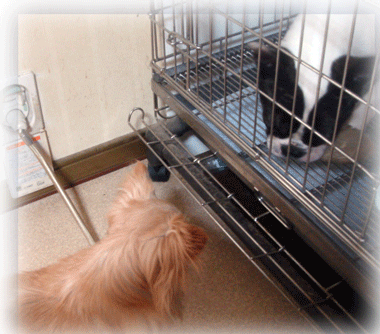 b0078030_22273028.gif