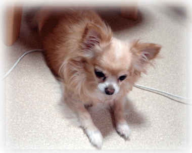 b0078030_22295135.gif