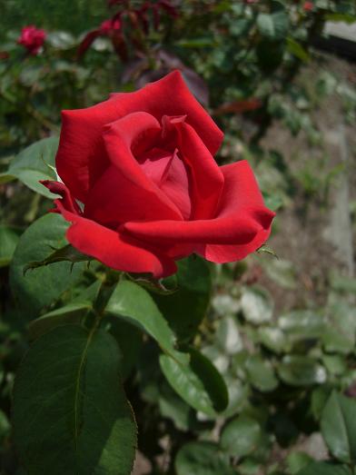 透明水彩画原画ピンクの薔薇⑤ - メルカリ