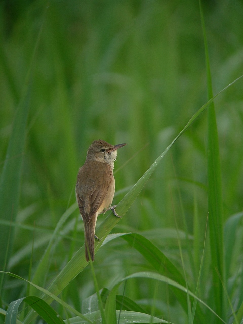 梅雨入り_a0080641_1951052.jpg