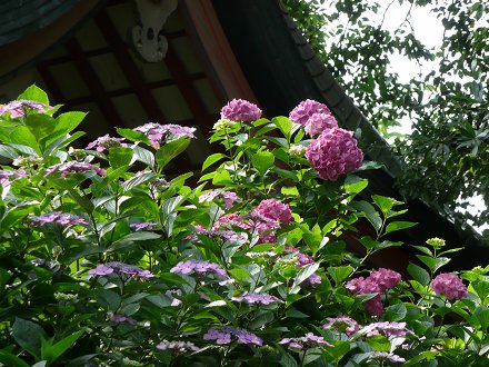 藤森神社 - 第一紫陽花苑_c0057946_19143619.jpg