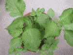 b0049549_2294165.gif