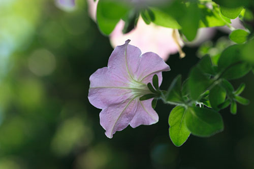 Transparent flower_d0118451_2045397.jpg