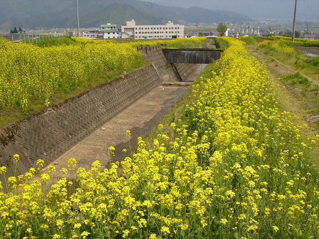 五日町のおったし川_a0084753_1705020.jpg