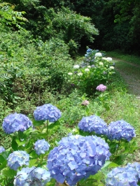 c0108460_17385951.jpg