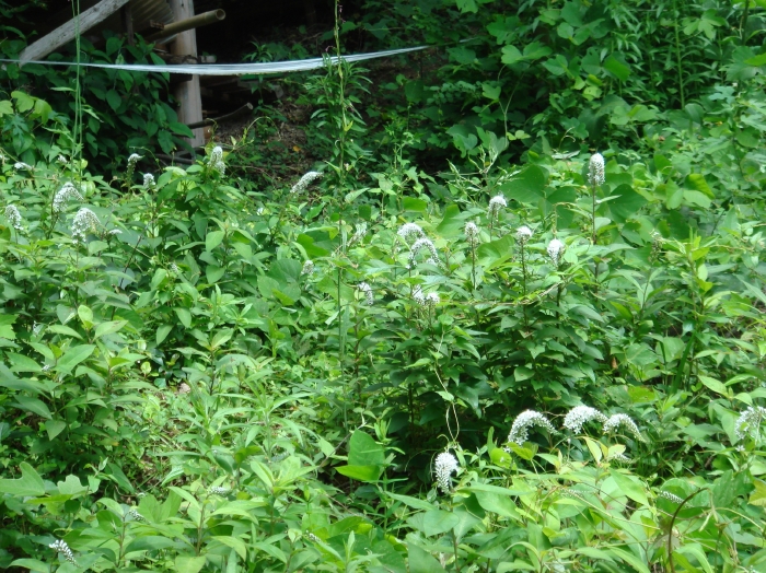 c0108460_1754063.jpg