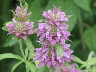 レモンベルガモット 卯の花日記