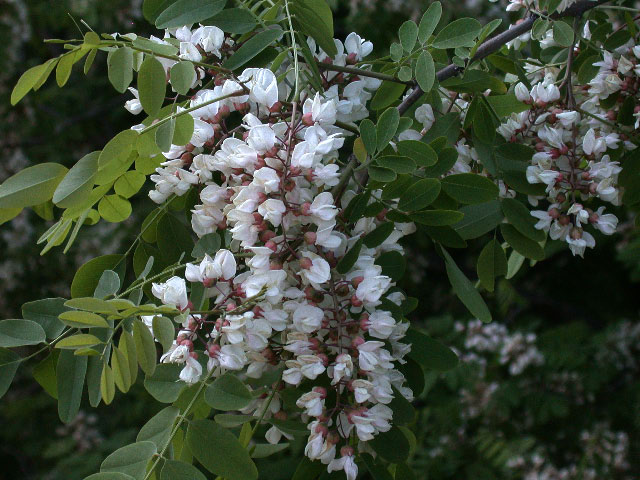 e0100772_2295215.jpg