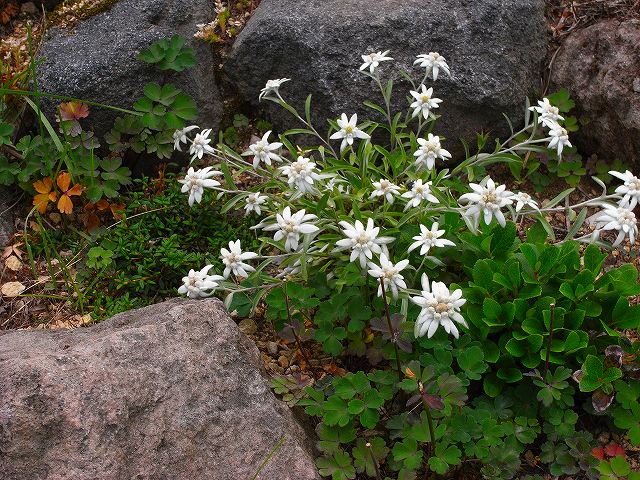 ニセコアンヌプリの花_f0138096_035196.jpg