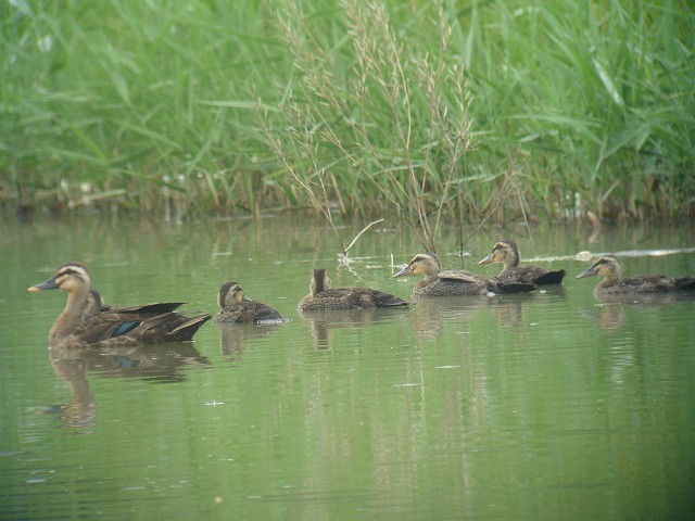 こんなに大きくなって　カルガモ_c0079001_222212.jpg