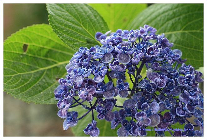 夏至とおたふく紫陽花 ハチミツの海を渡る風の音