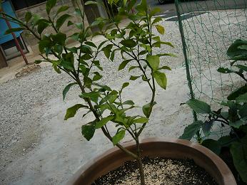 f0132605_15553779.jpg