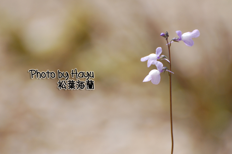 a0059328_22493100.jpg