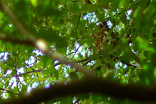 c0045129_1245670.jpg