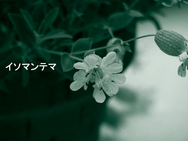 f0099535_21443173.jpg