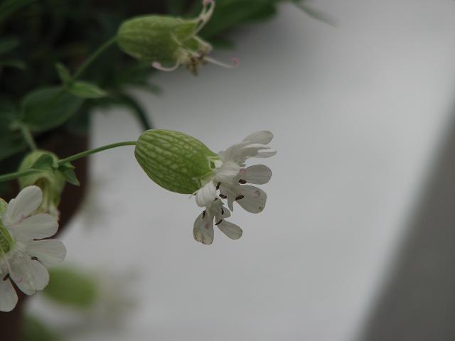 f0099535_21443920.jpg