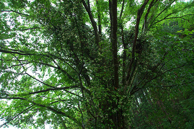 c0067040_22352332.jpg