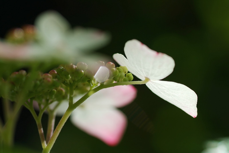 紫陽花　～自宅庭にて～_b0109942_20281542.jpg