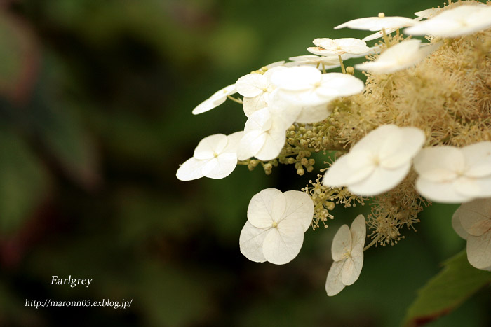 矢田寺　～紫陽花を求めて～　（１）_f0019849_1903293.jpg