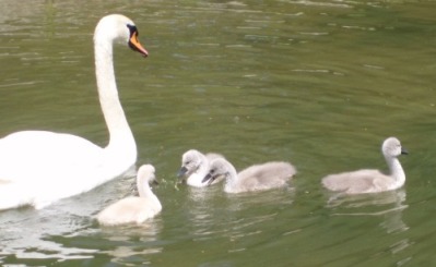 初夏のイギリス公園_b0091164_22584451.jpg