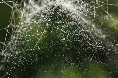 光輝く蜘蛛の巣 Natural Tone