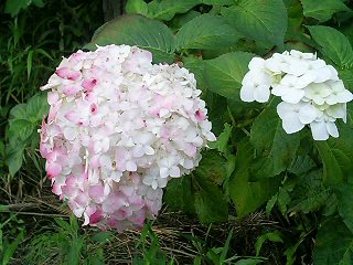 久しぶりの雨_b0019674_1957423.jpg