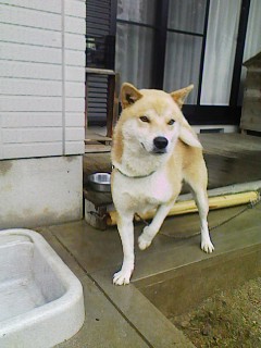 c0070377_14352025.jpg
