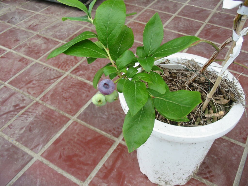 花芽がつき始めました ノーザンハイブッシュ系ブルーベリー ブルーベリーの育て方 栽培 ブルーベリー ノート Blueberrynote