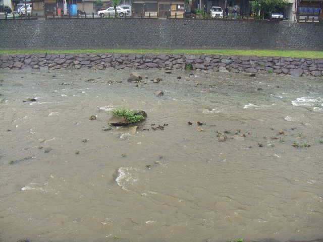 宮川　１１羽の子ガモ雨にも負けず_c0036792_20282252.jpg