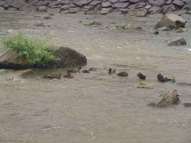 宮川　１１羽の子ガモ雨にも負けず_c0036792_20283526.jpg