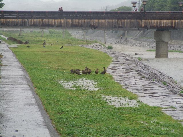 宮川　１１羽の子ガモ雨にも負けず_c0036792_2029161.jpg