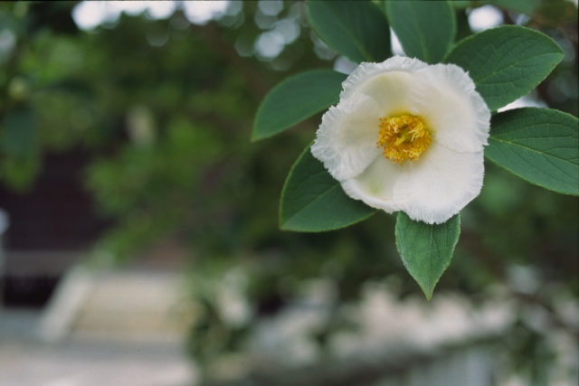 花のある風景_f0073398_21294583.jpg