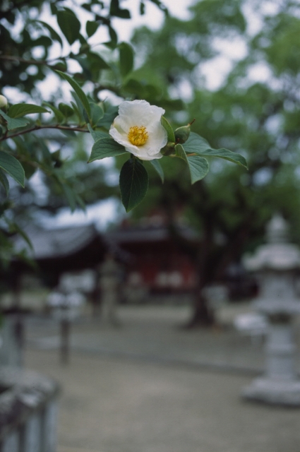 花のある風景_f0073398_2130695.jpg