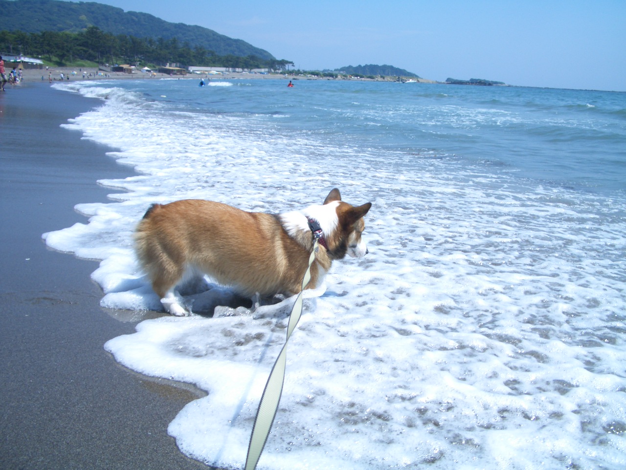 今年も行って来ました、葉山 一色海岸!!_f0101201_22121737.jpg