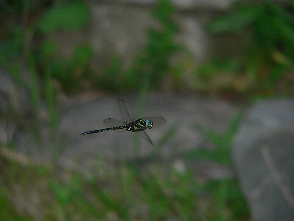 e0002314_16134322.jpg