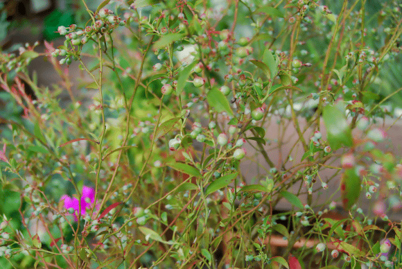 b0088326_17571355.jpg
