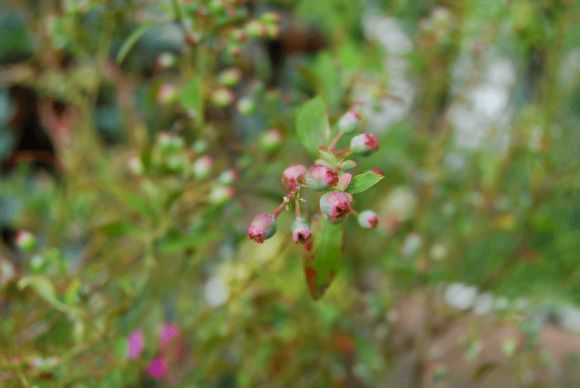 b0088326_17572499.jpg
