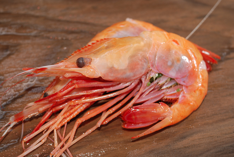 本家本元 ボタン海老 トヤマ海老ではなくボタン海老です 魚屋三代目日記