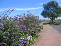 b0024439_1036683.jpg
