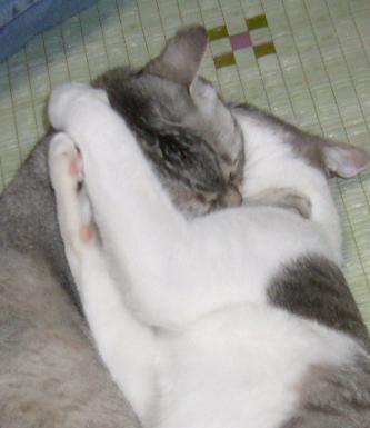 にしおかぁ すみこだよ~(風に)_f0002743_13351752.jpg