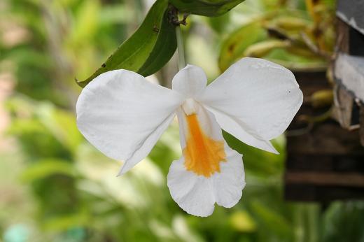 ラン科 Orchidaceae えるだまの植物図鑑